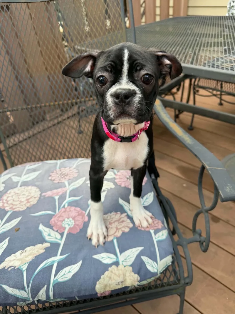 A baby small-sized female Boston Terrier dog named Boppers for adoption in Havertown, PA