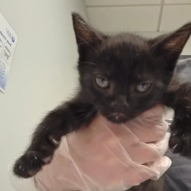 A baby small-sized female Black Domestic Medium Hair cat named Rhiannon for adoption in Jacksonville, FL