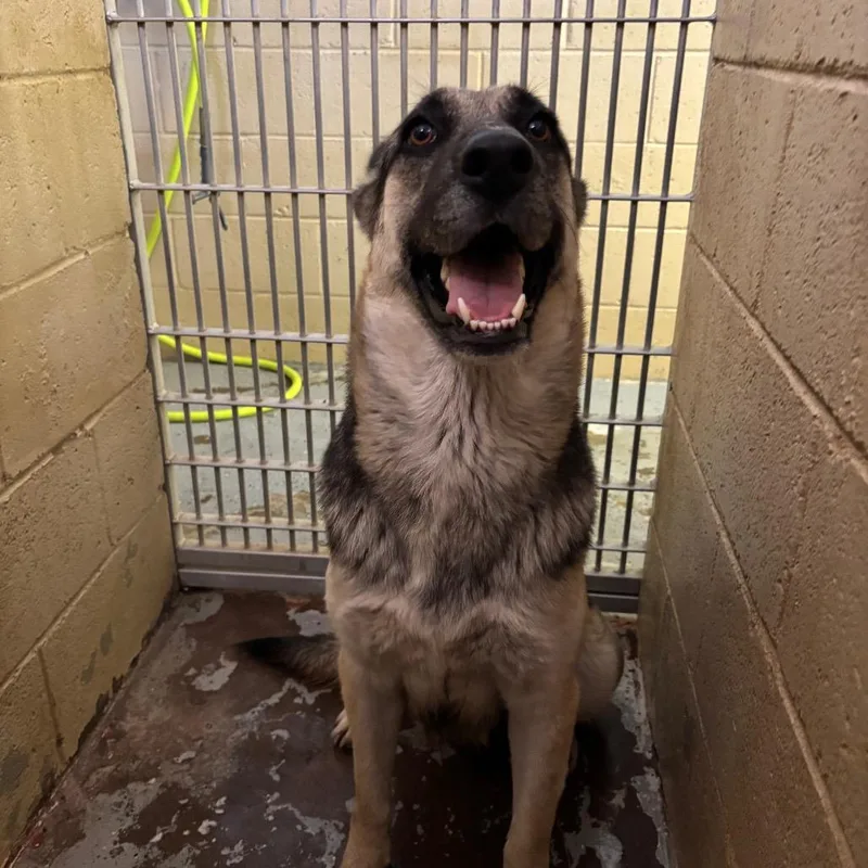 An adult small-sized female Yellow / Tan / Blond / Fawn Shepherd dog named Gracie for adoption in Douglas, AZ