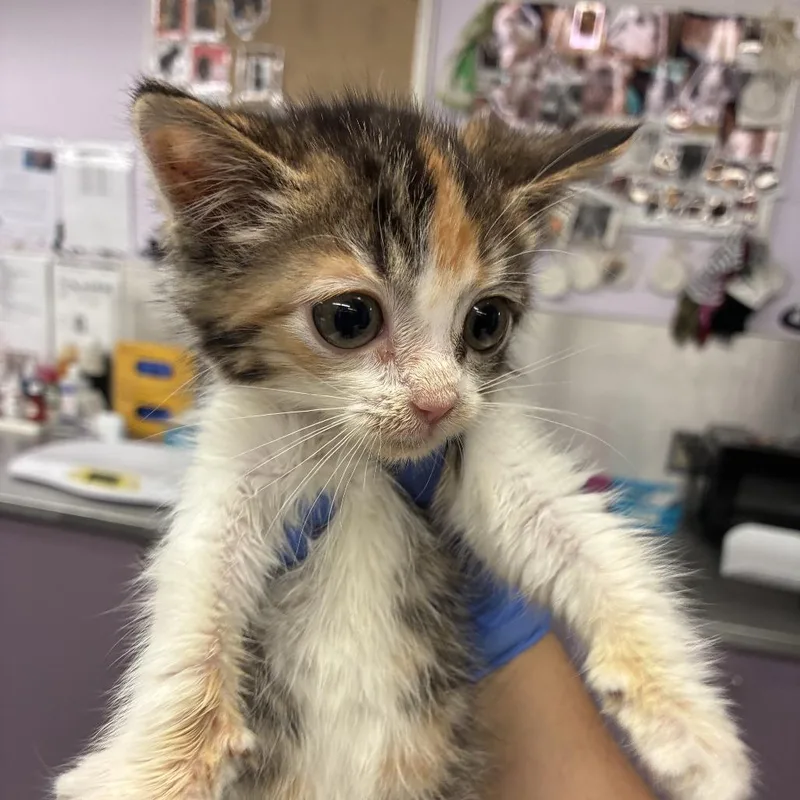 A baby small-sized female Calico Domestic Short Hair cat named Snack Wrap for adoption in Los Angeles, CA