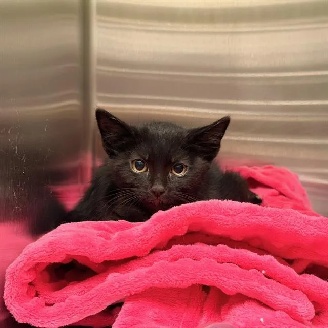 A baby small-sized female Domestic Short Hair cat named Pebbles for adoption in Tustin, CA