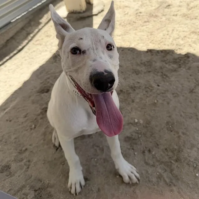 A young medium-sized female Pit Bull Terrier dog named Bunny for adoption in Thousand Palms, CA
