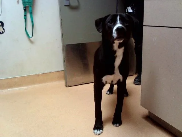 A young large-sized male Border Collie dog named Oreo for adoption in Martinez, CA