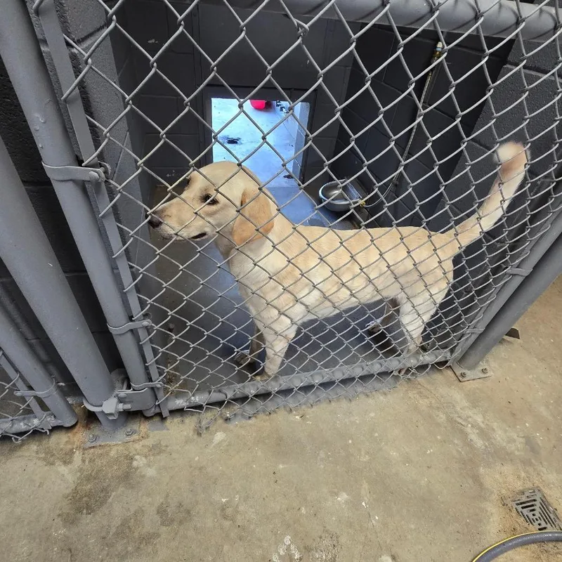 A young medium-sized female White / Cream Yellow Labrador Retriever dog named Toyotathon for adoption in Austin, TX