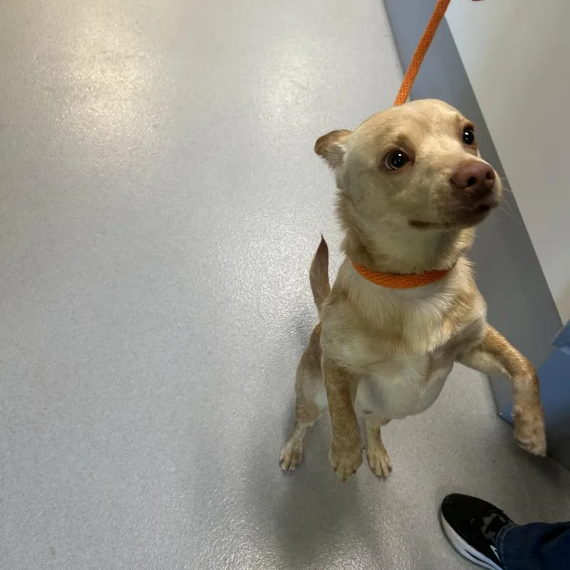 An adult small-sized male Golden Mixed Breed dog named Randall for adoption in Hampton Bays, NY