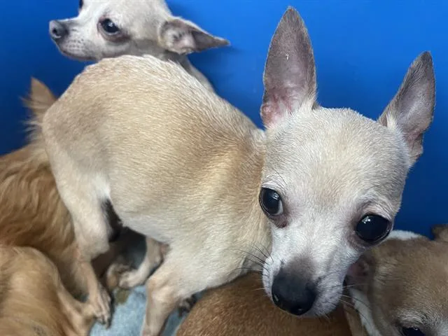 An adult small-sized female Mixed Breed dog named Mayo for adoption in Dallas, TX