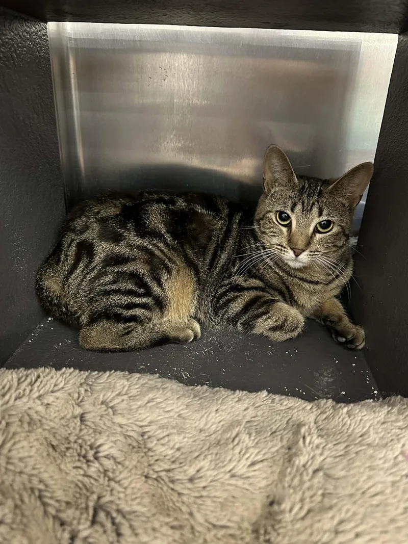An adult small-sized female Tabby (Gray / Blue / Silver) Domestic Short Hair cat named Secret for adoption in Nashville, TN