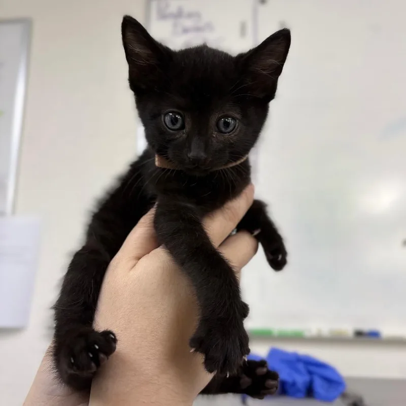 A baby small-sized male Domestic Short Hair cat named Venus for adoption in Spokane, WA