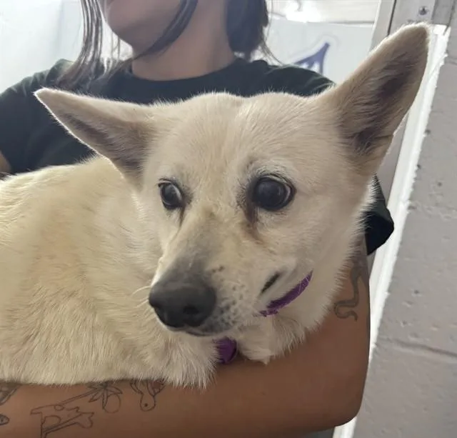 A young small-sized female American Eskimo Dog dog named Donna for adoption in Tucson, AZ