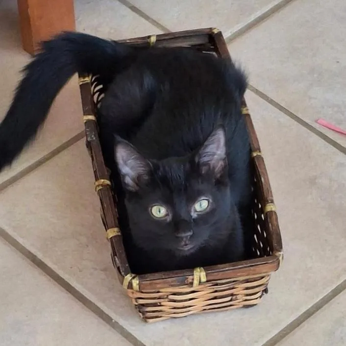 A young medium-sized female Black Domestic Short Hair cat named Shine for adoption in Gresham, WI