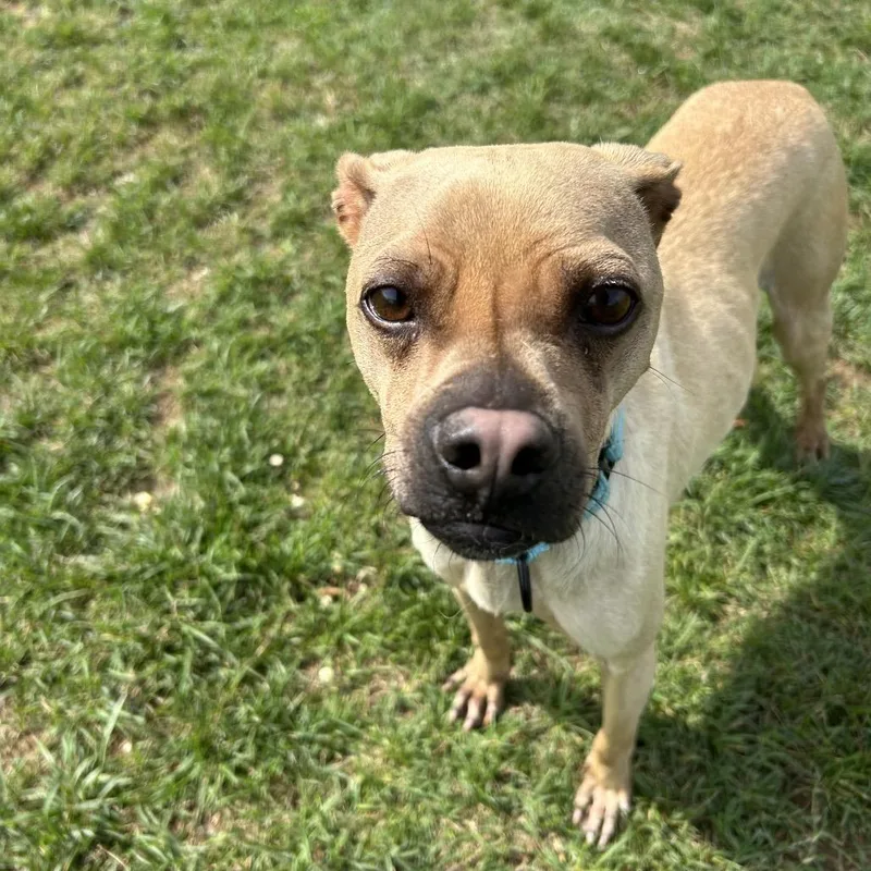 An adult small-sized male Brown / Chocolate Pug dog named Tugboat for adoption in Harrisonburg, VA