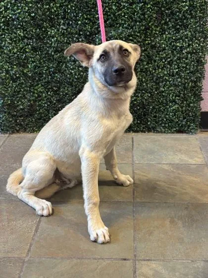A baby medium-sized male Yellow / Tan / Blond / Fawn Shepherd dog named 61272626 for adoption in El Paso, TX