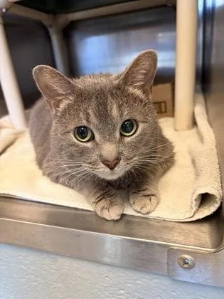 An adult medium-sized male Domestic Short Hair cat named Earl Grey for adoption in Fallston, MD