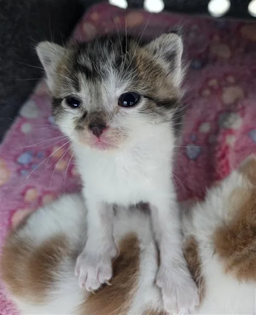 A baby medium-sized female Domestic Short Hair cat named Sweet for adoption in Dallas, TX