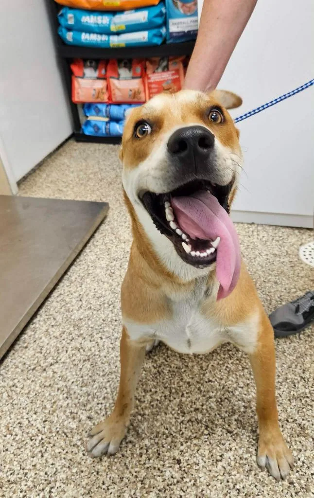 A young medium-sized male Mixed Breed dog named Sunny for adoption in Pratt, KS
