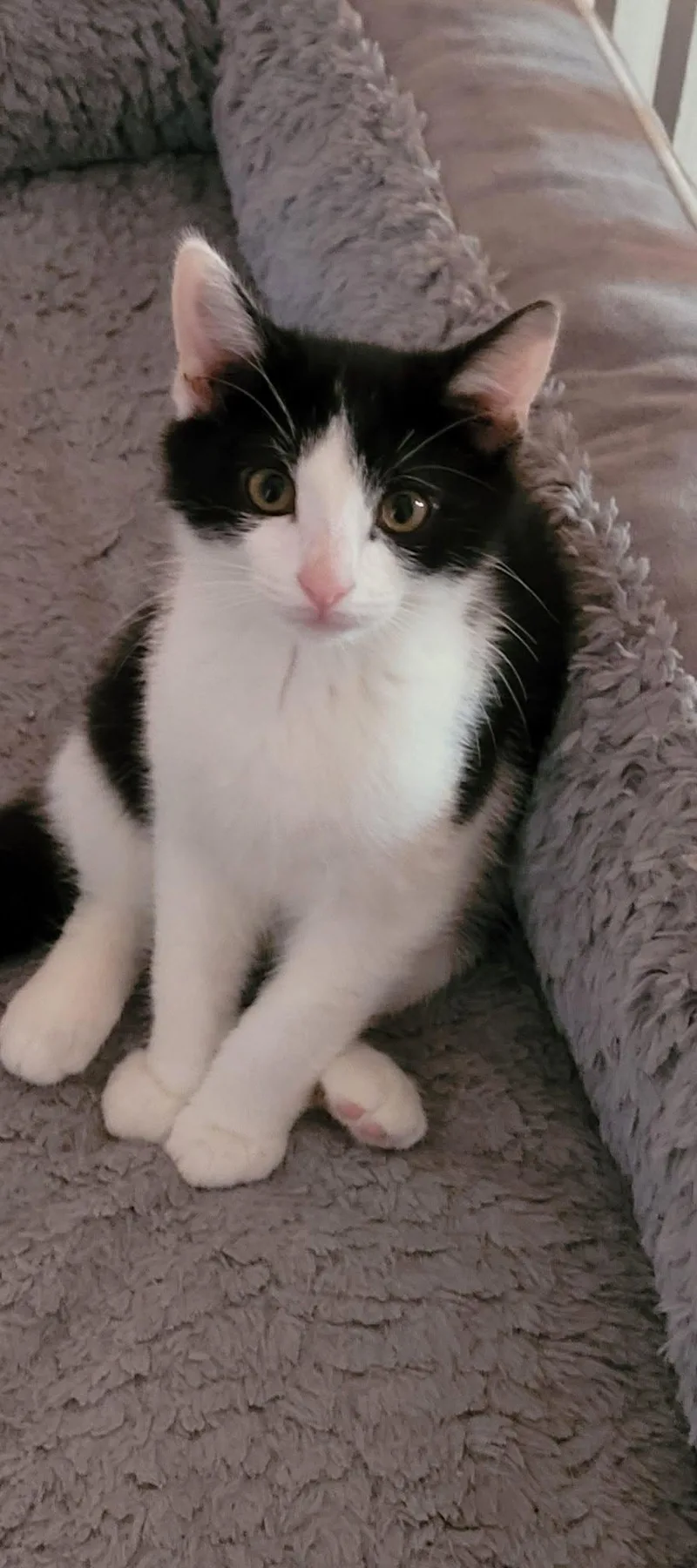 A baby small-sized male Domestic Short Hair cat named Pip for adoption in Muncie, IN