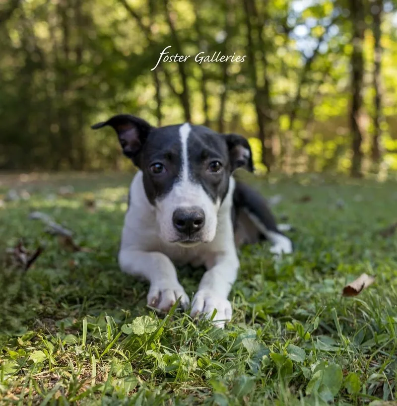 A baby medium-sized female Tricolor (Brown, Black, & White) Border Collie dog named Dana for adoption in Middletown, CT