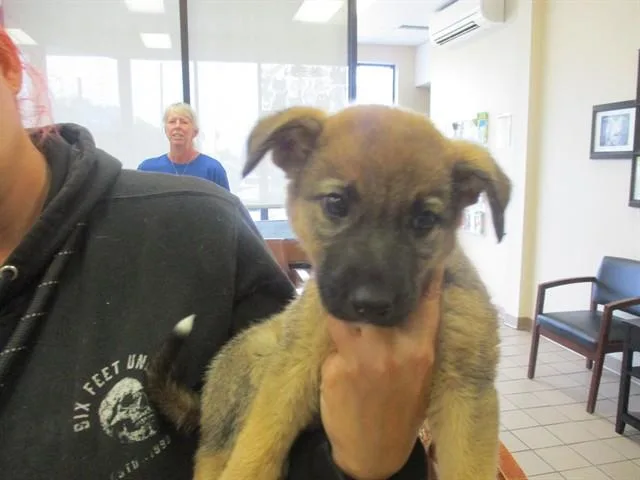 A baby small-sized female German Shepherd Dog dog named Mia for adoption in Ocala, FL