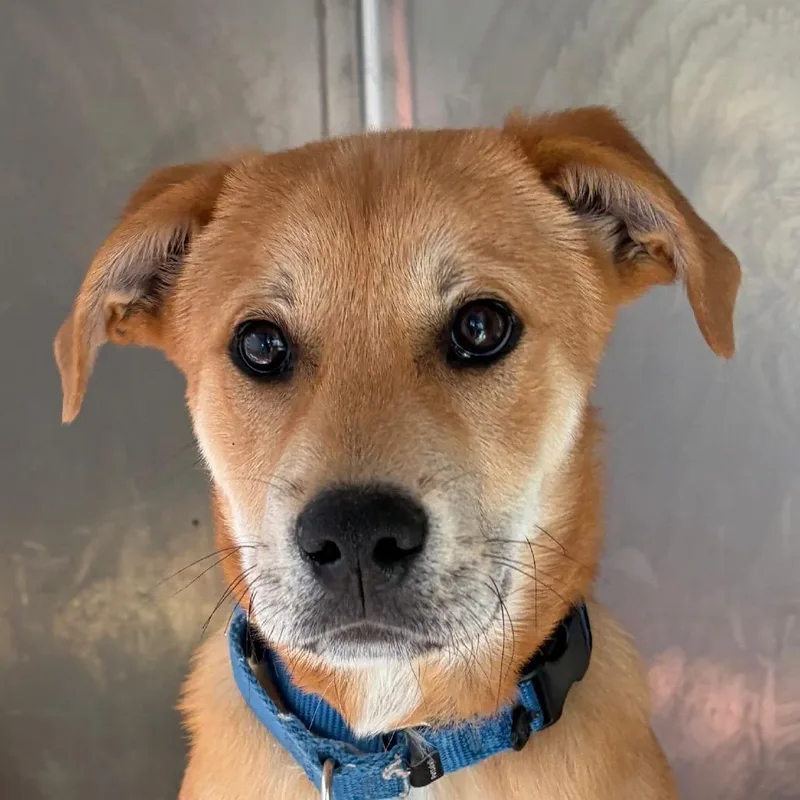 A baby small-sized male Yellow / Tan / Blond / Fawn Mixed Breed dog named Wesley for adoption in Middletown, RI