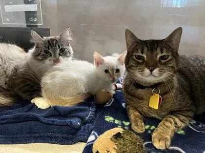 A baby medium-sized female White Domestic Short Hair cat named Loafer BONDED TO SOCKS for adoption in Stanwood, WA