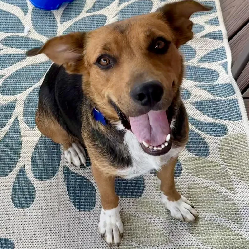 An adult medium-sized female Tricolor (Brown, Black, & White) Hound dog named Kennedy for adoption in Columbia, MD