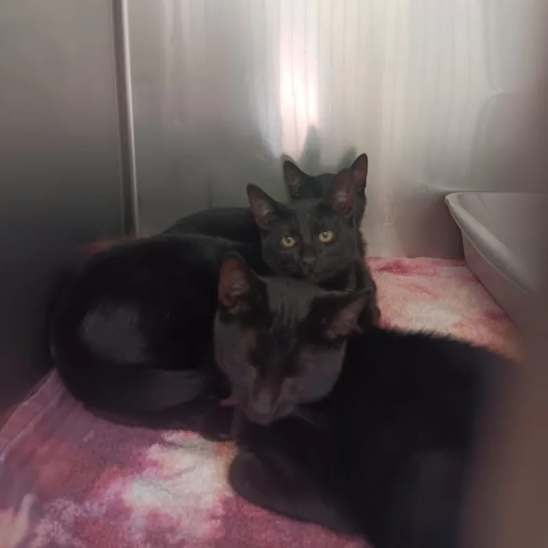 A baby medium-sized male Black Domestic Short Hair cat named Mercury for adoption in New York, NY