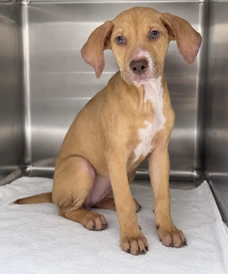 A baby medium-sized female Labrador Retriever dog named Dani for adoption in Pawleys Island, SC