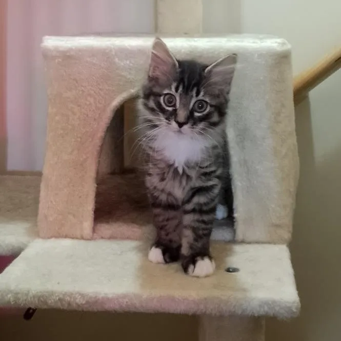 A baby small-sized male Brown / Chocolate Domestic Medium Hair cat named Marten for adoption in Durham, NC