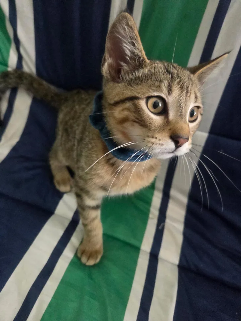 A baby medium-sized male Tabby (Brown / Chocolate) Domestic Short Hair cat named Zoomer for adoption in Mokena, IL