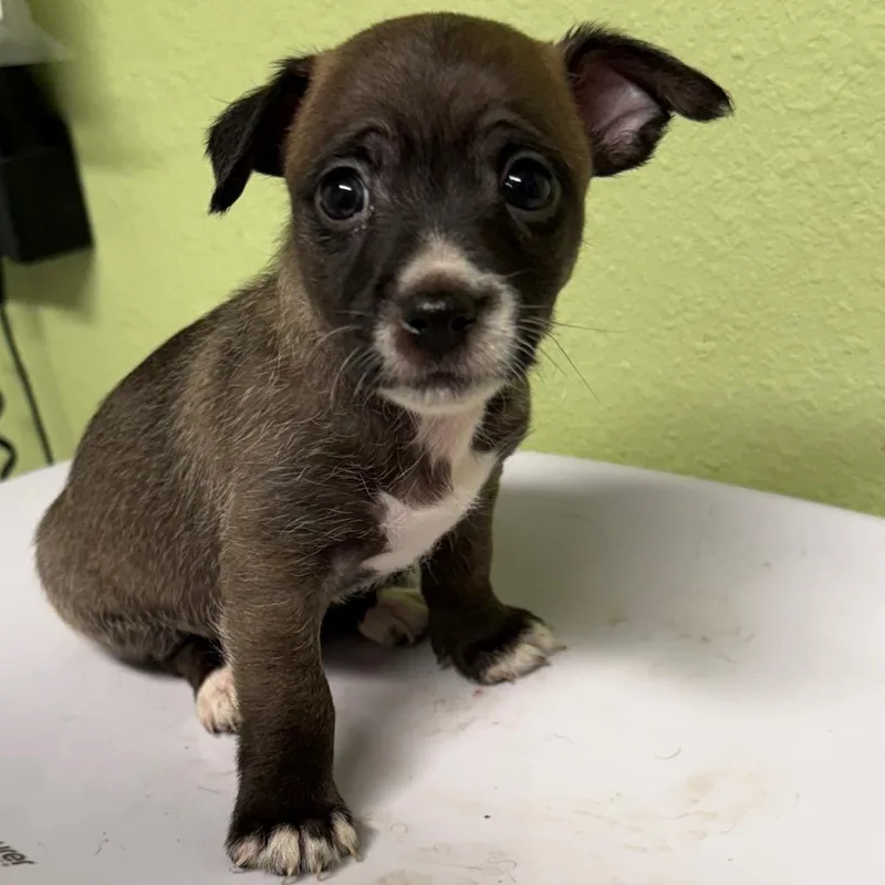 A baby small-sized male Black Yorkshire Terrier dog named Jafar for adoption in Floresville, TX