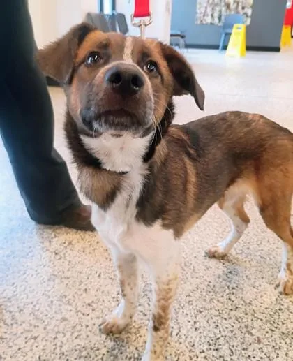 An adult medium-sized male Mixed Breed dog named Ginger for adoption in West Chester, PA