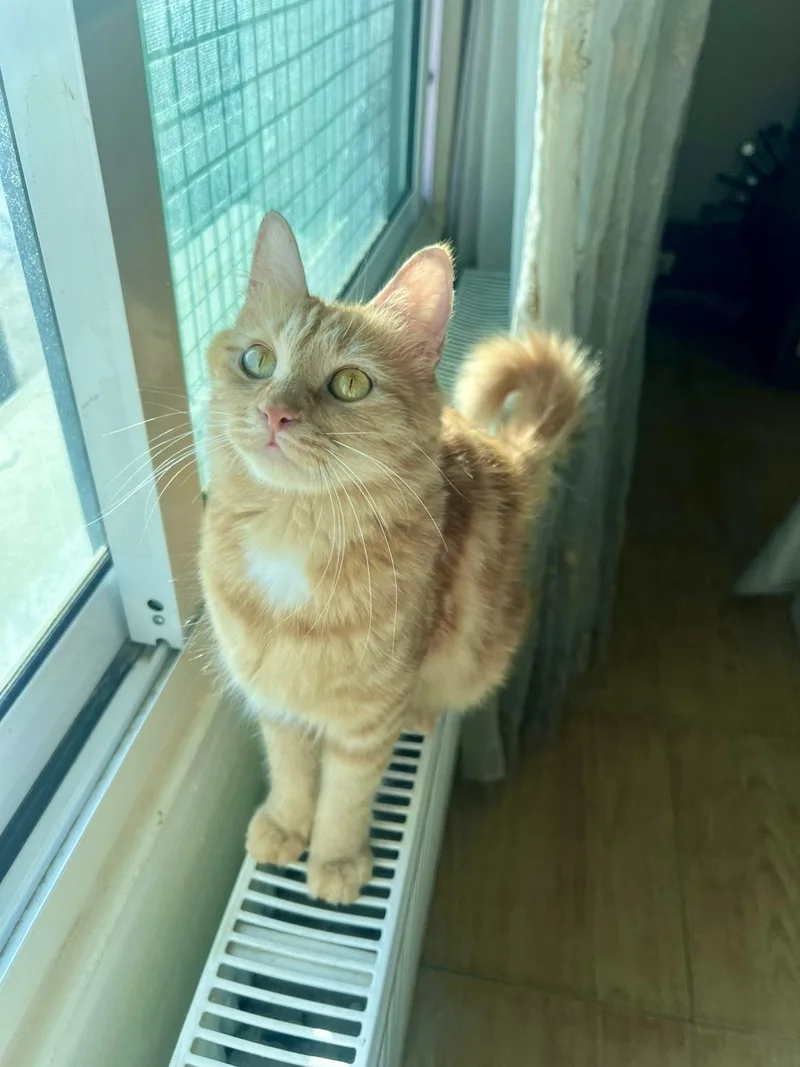 An adult medium-sized female Orange / Red Domestic Long Hair cat named Lily The Gorgeous for adoption in Somerset, NJ