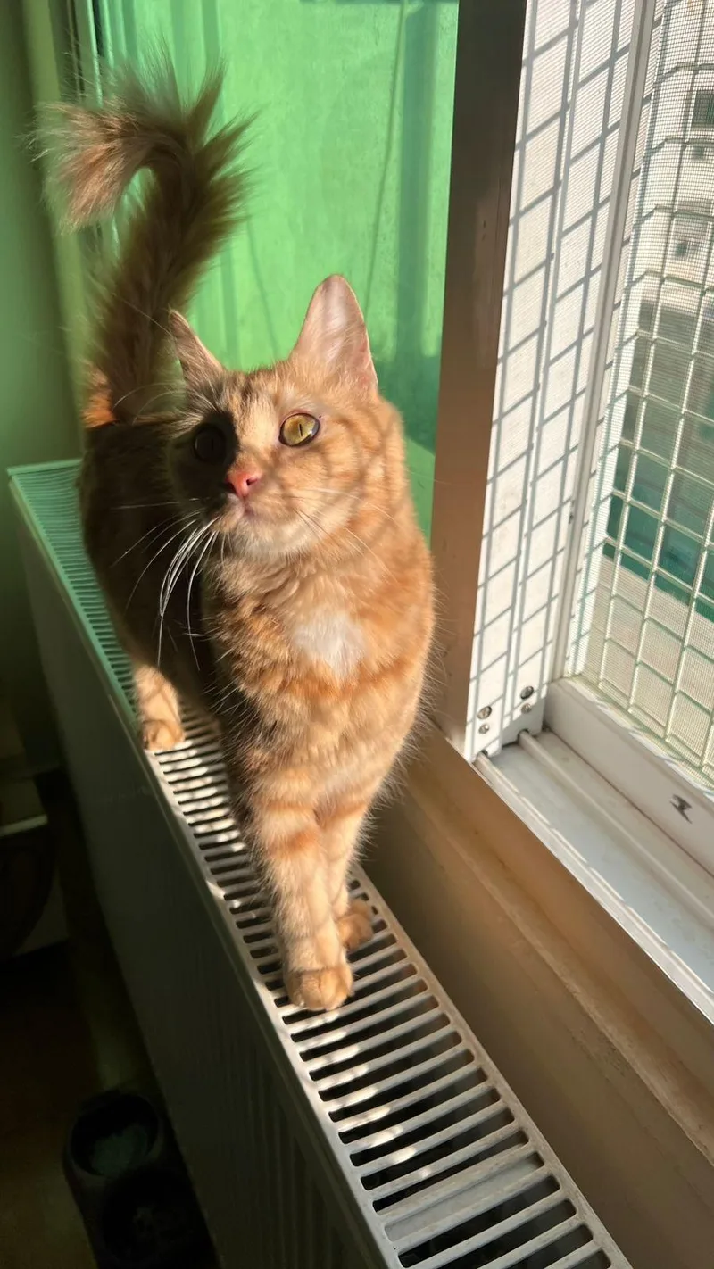 Lily  The Gorgeous thumbnail 2