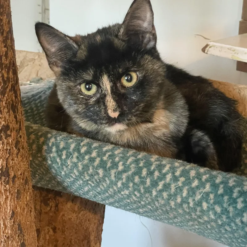 A baby medium-sized female Tortoiseshell Domestic Short Hair cat named Lucy for adoption in Lacon, IL