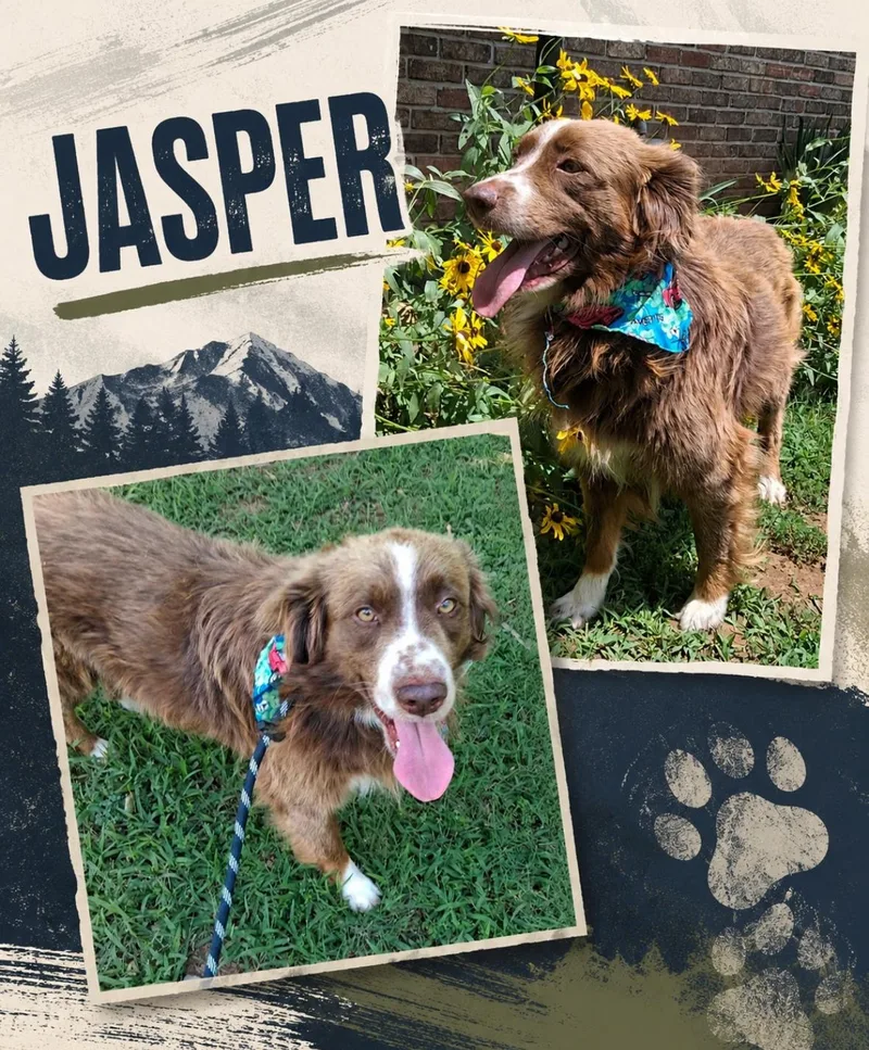 A young medium-sized male Australian Shepherd dog named Jasper for adoption in China Township, MI
