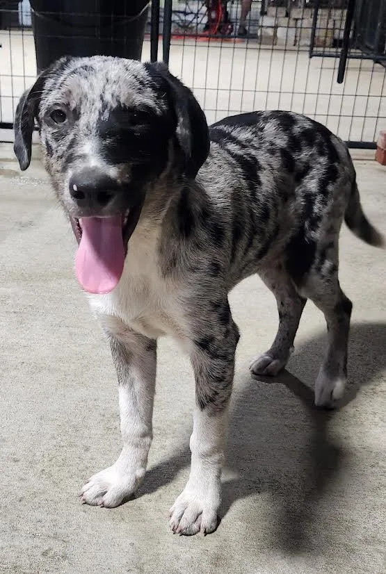 A young medium-sized male Gray / Blue / Silver Australian Shepherd dog named Connor for adoption in Marshall, AR