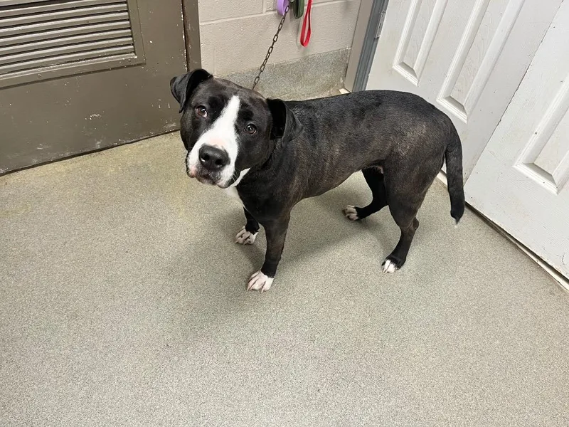 An adult large-sized female Pit Bull Terrier dog named Jade for adoption in Hopkinsville, KY