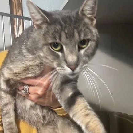 An adult medium-sized male Domestic Short Hair cat named Derek for adoption in Hutchinson, MN