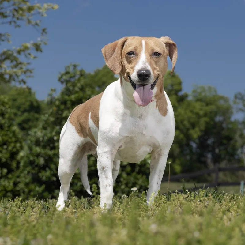 An adult medium-sized female Brown / Chocolate Mixed Breed dog named Rosie for adoption in Franklin, TN
