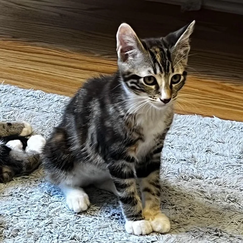 A baby small-sized female Brown / Chocolate Domestic Short Hair cat named Darla for adoption in Chino Hills, CA