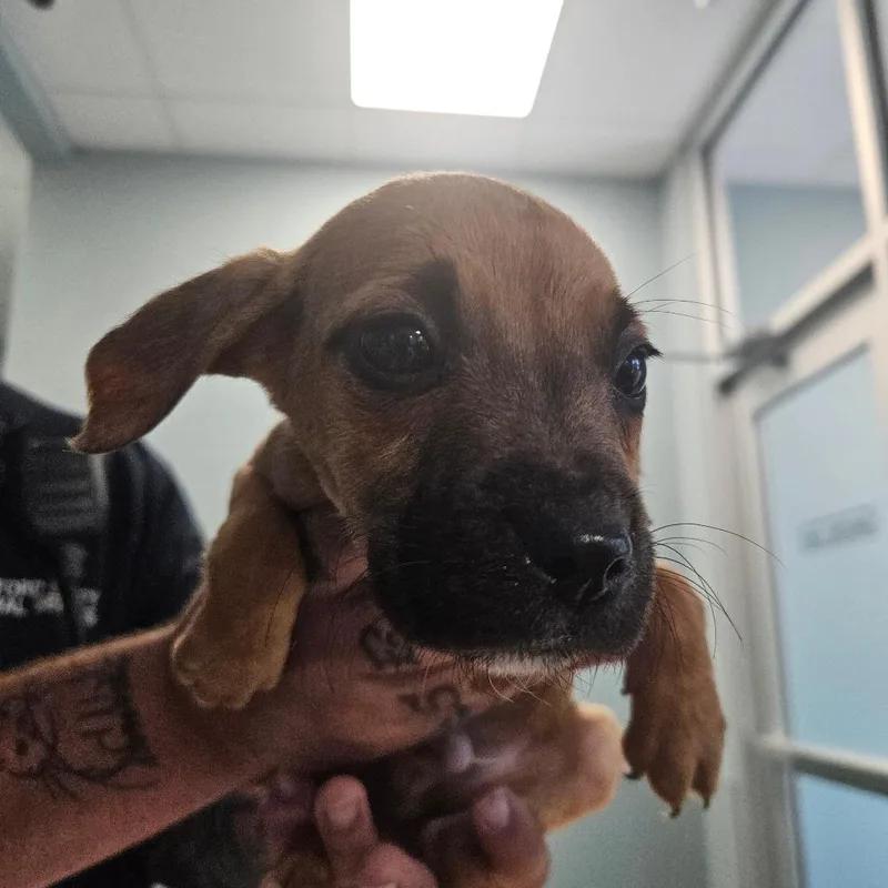 A baby small-sized male Black Mixed Breed dog named Apple Syrup for adoption in Greensboro, NC