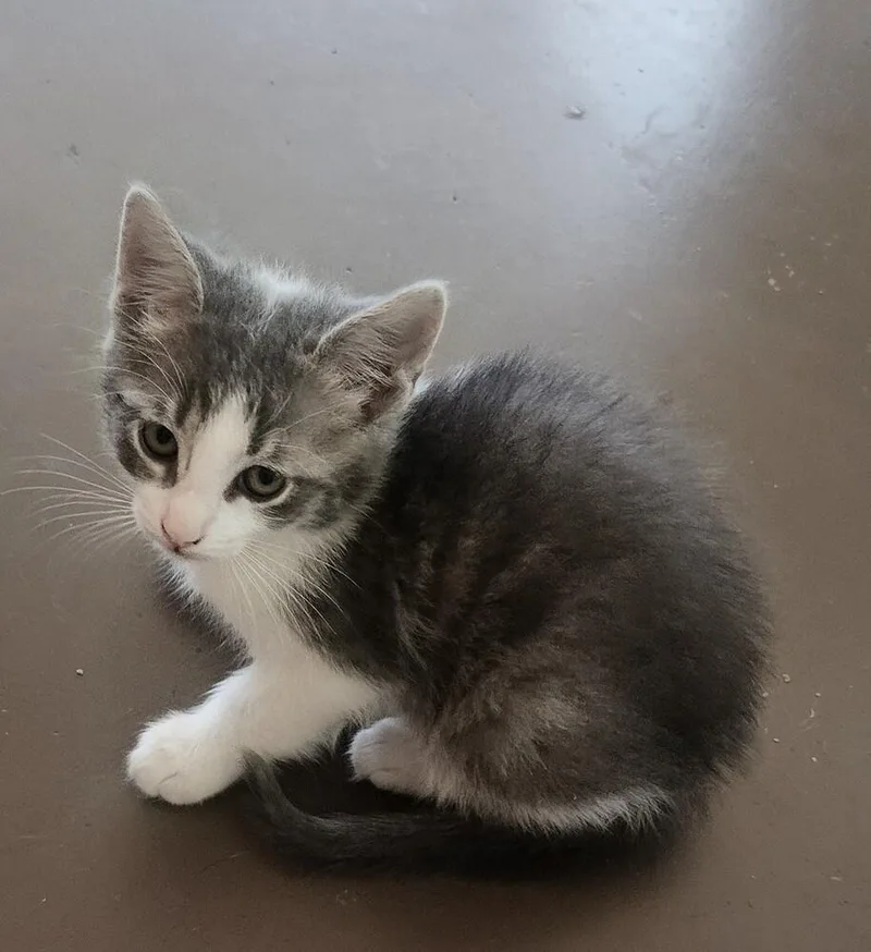 A baby small-sized male Gray & White Domestic Short Hair cat named Giorgio Armani for adoption in Mooresville, NC