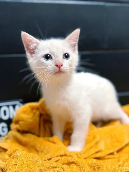A baby small-sized male Siamese cat named Lumiere for adoption in Effingham, IL