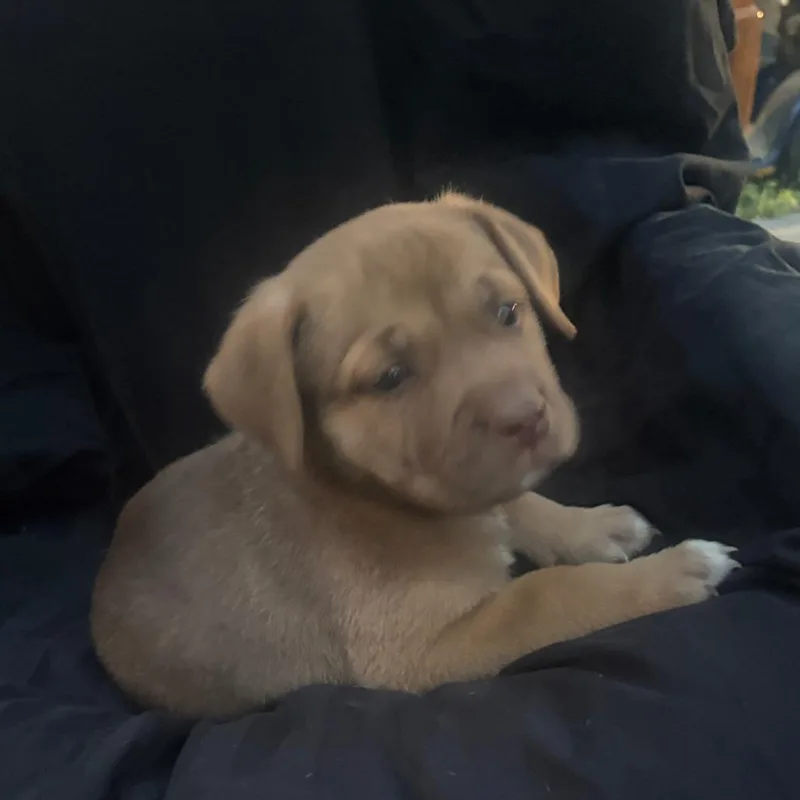 Puppy boy