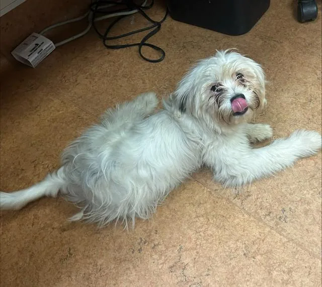 A young small-sized male Poodle dog named Dimitri for adoption in Sacramento, CA
