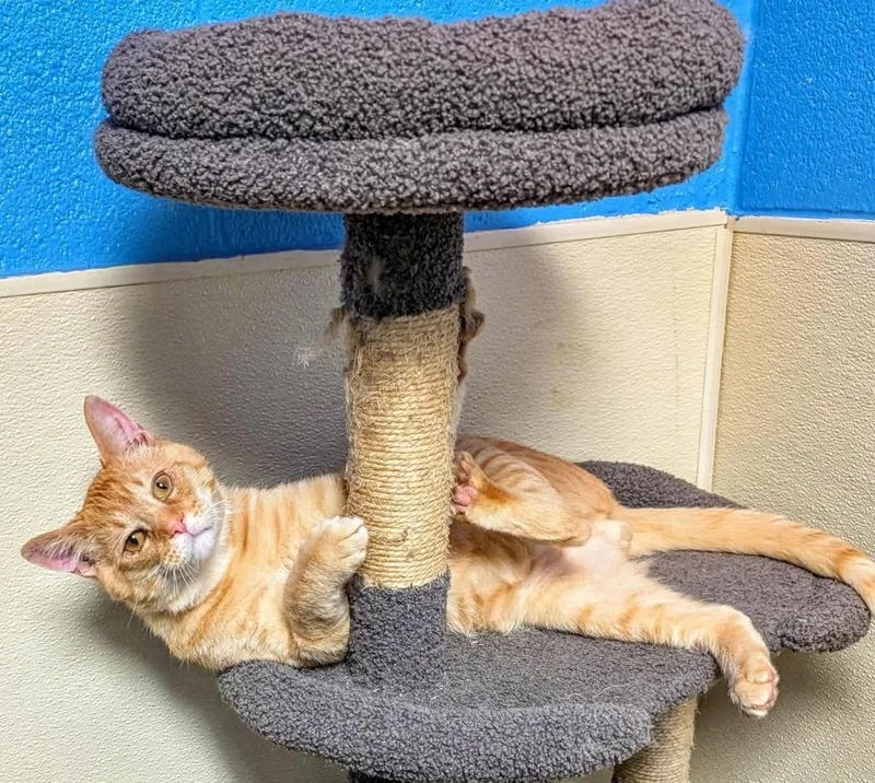 An adult large-sized male Domestic Short Hair cat named Charles for adoption in Dalton, GA