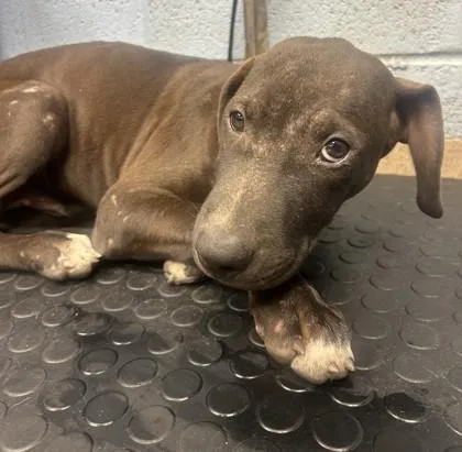 A baby large-sized male Mixed Breed dog named Merlin for adoption in Chamblee, GA