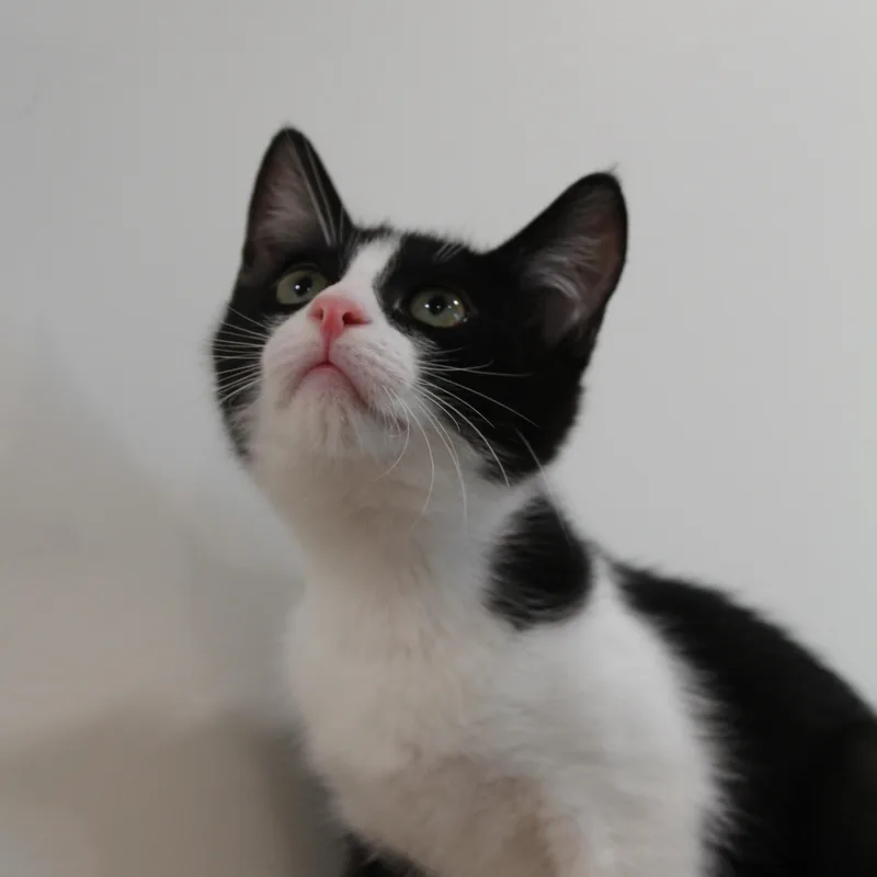 A young medium-sized male Black & White / Tuxedo Domestic Short Hair cat named Bill for adoption in Newport Beach, CA