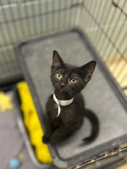 A baby small-sized female Domestic Short Hair cat named Cindy for adoption in Munster, IN