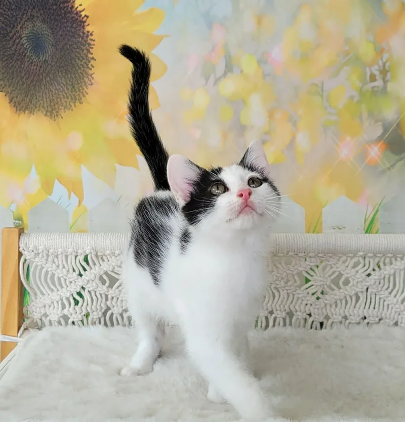 A baby medium-sized male Black Domestic Medium Hair cat named Maru for adoption in Greensburg, PA